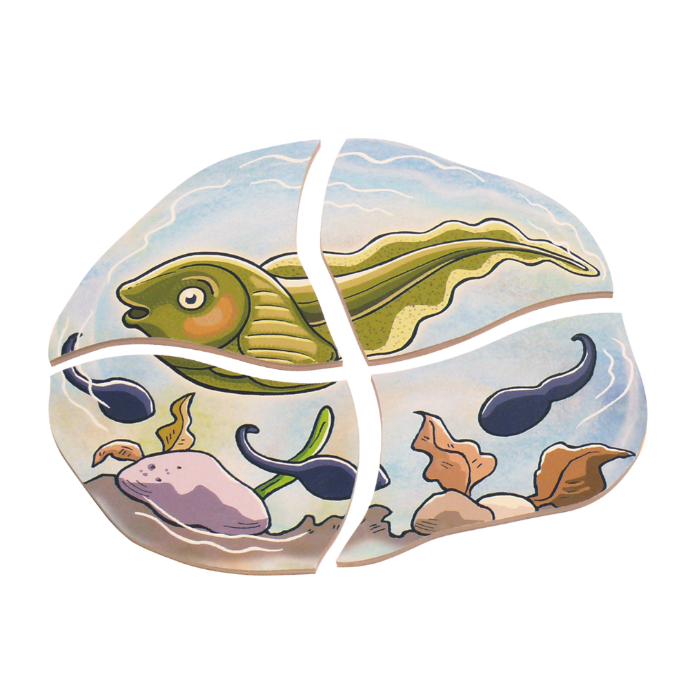 Rompecabezas ciclo de vida de la Rana