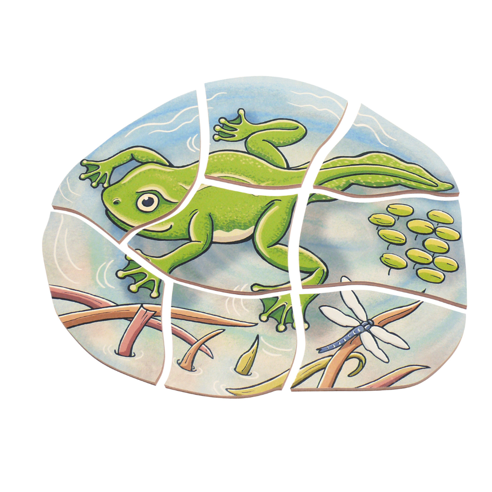 Rompecabezas ciclo de vida de la Rana