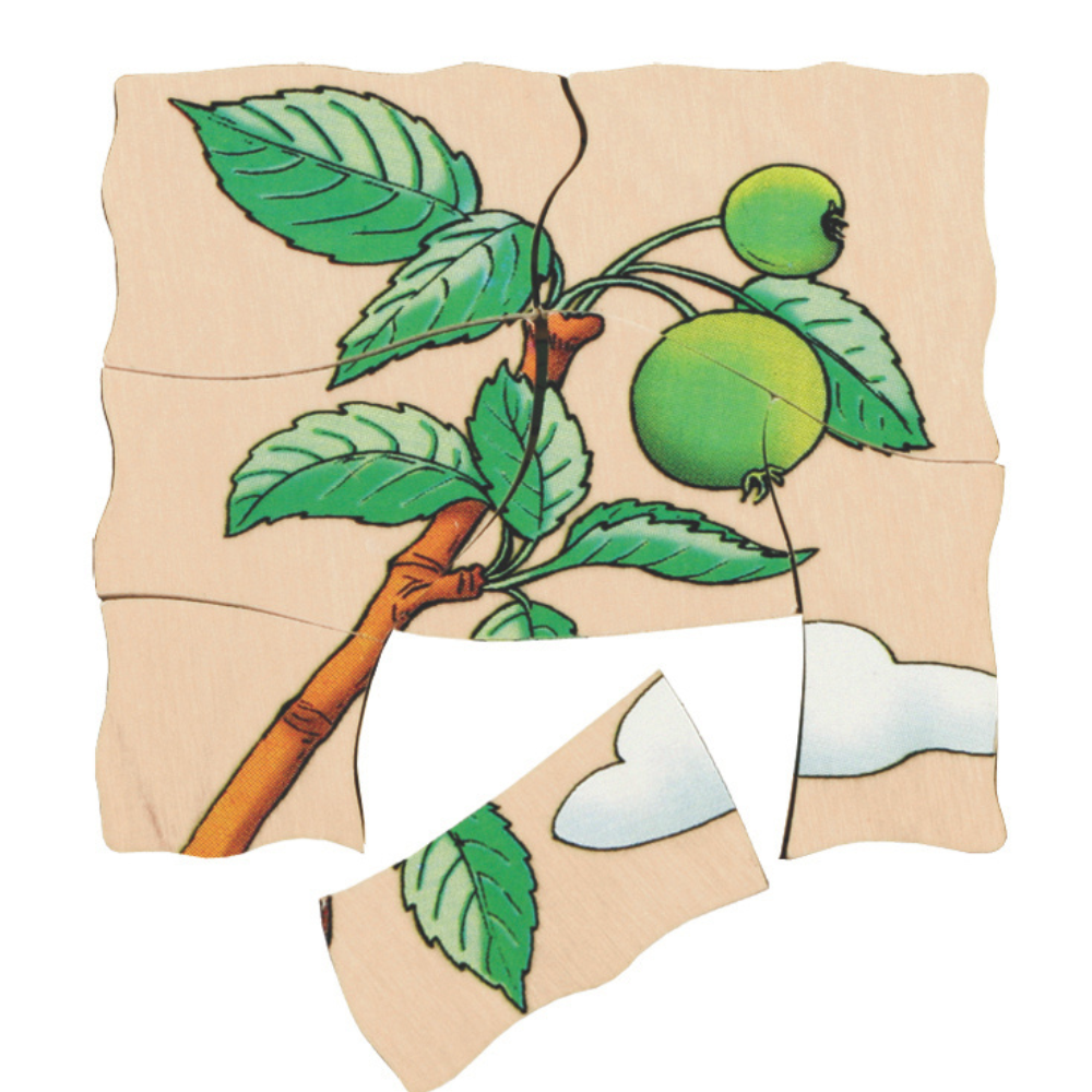 Rompecabezas de las diferentes fases de la manzana