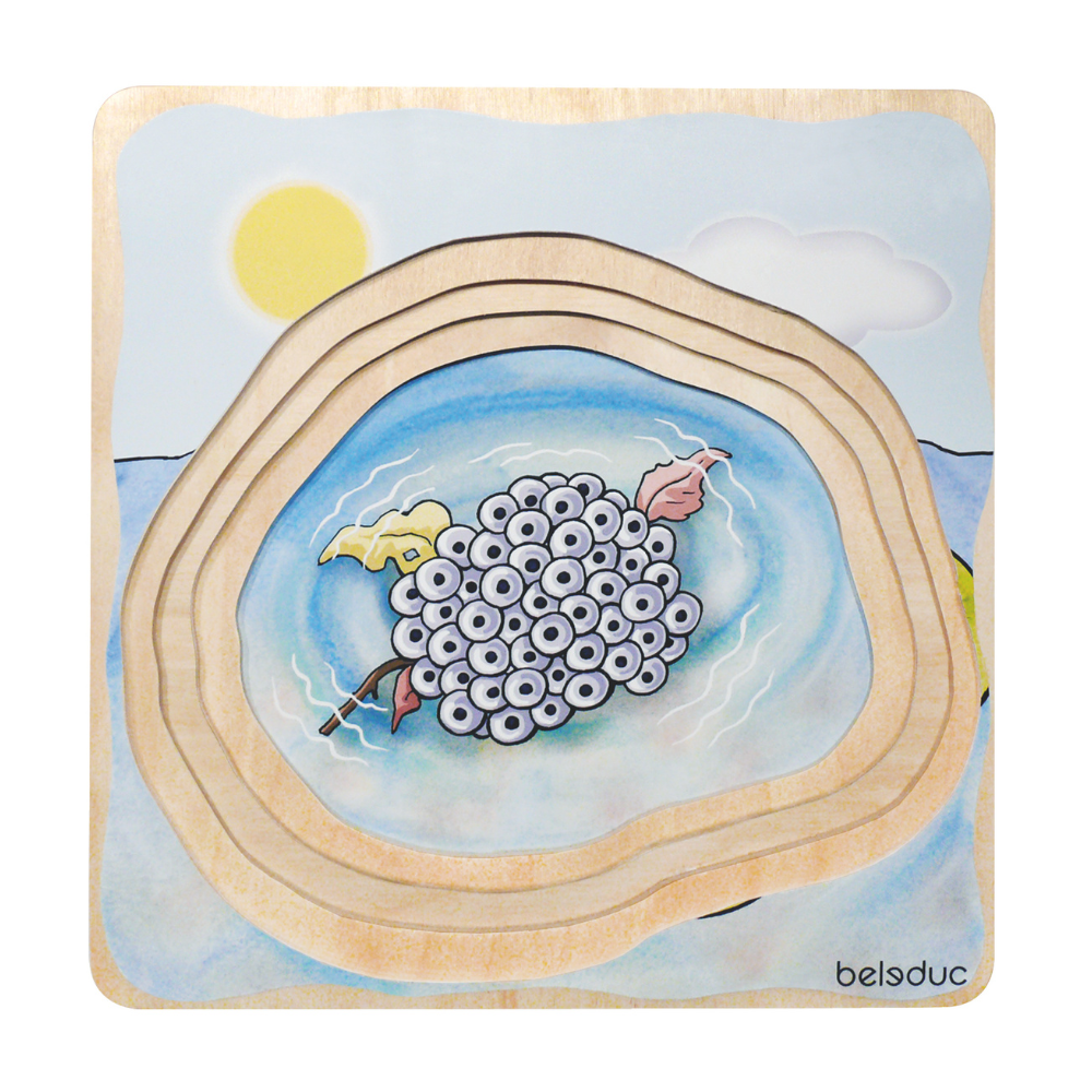 Rompecabezas ciclo de vida de la Rana