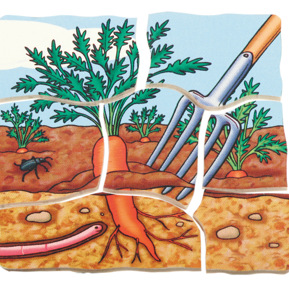 Rompecabezas de las diferentes fases de la zanahoria
