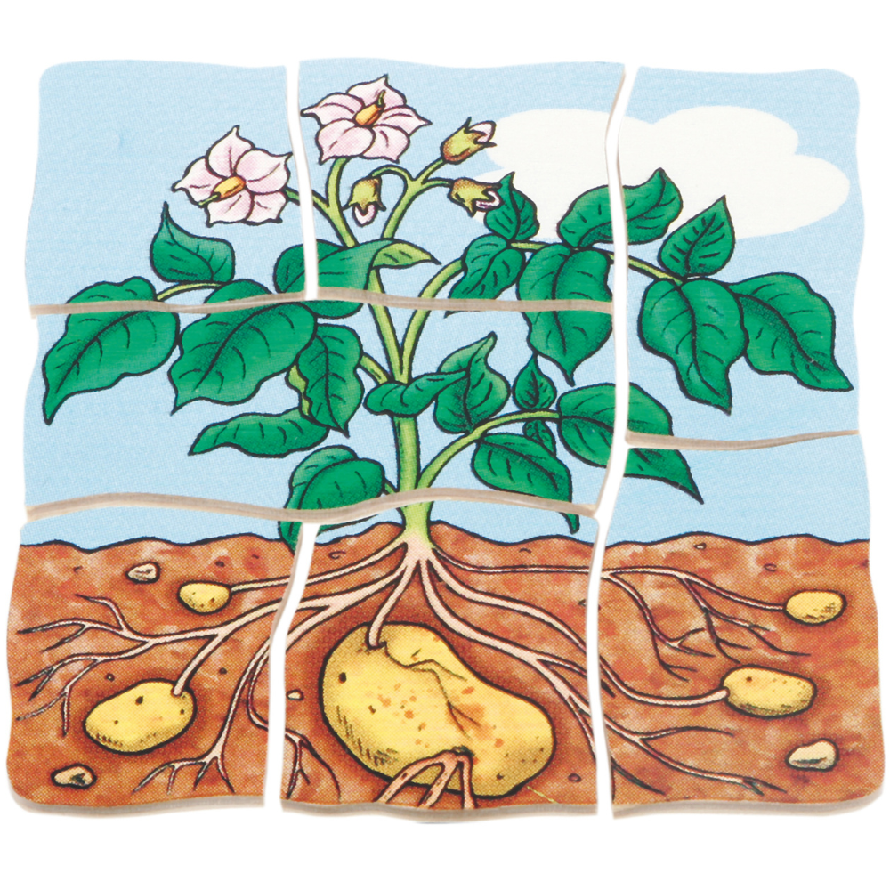Rompecabezas de las diferentes fases de la papa