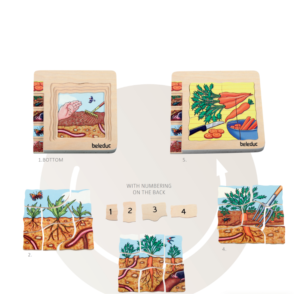 Rompecabezas de las diferentes fases de la zanahoria