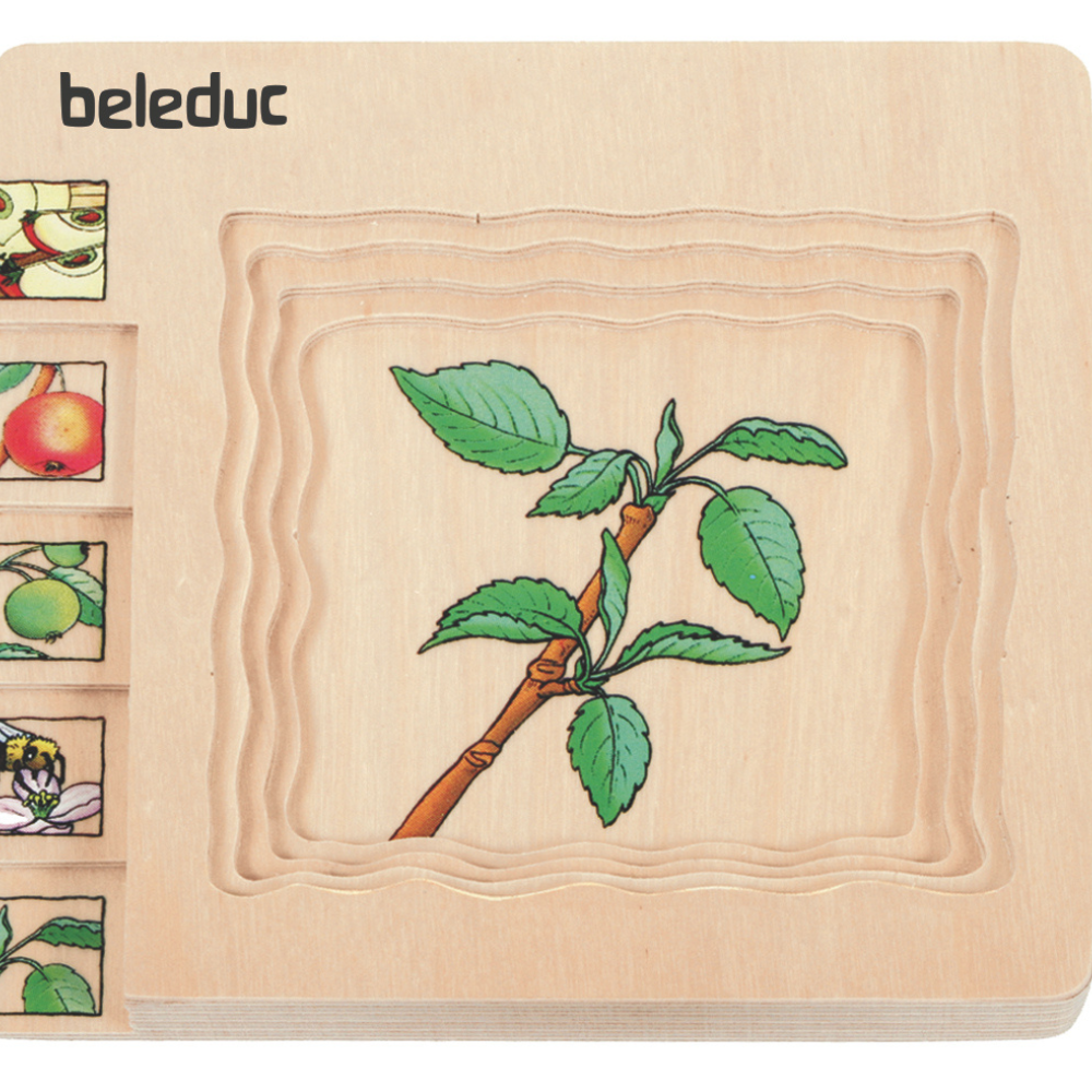 Rompecabezas de las diferentes fases de la manzana