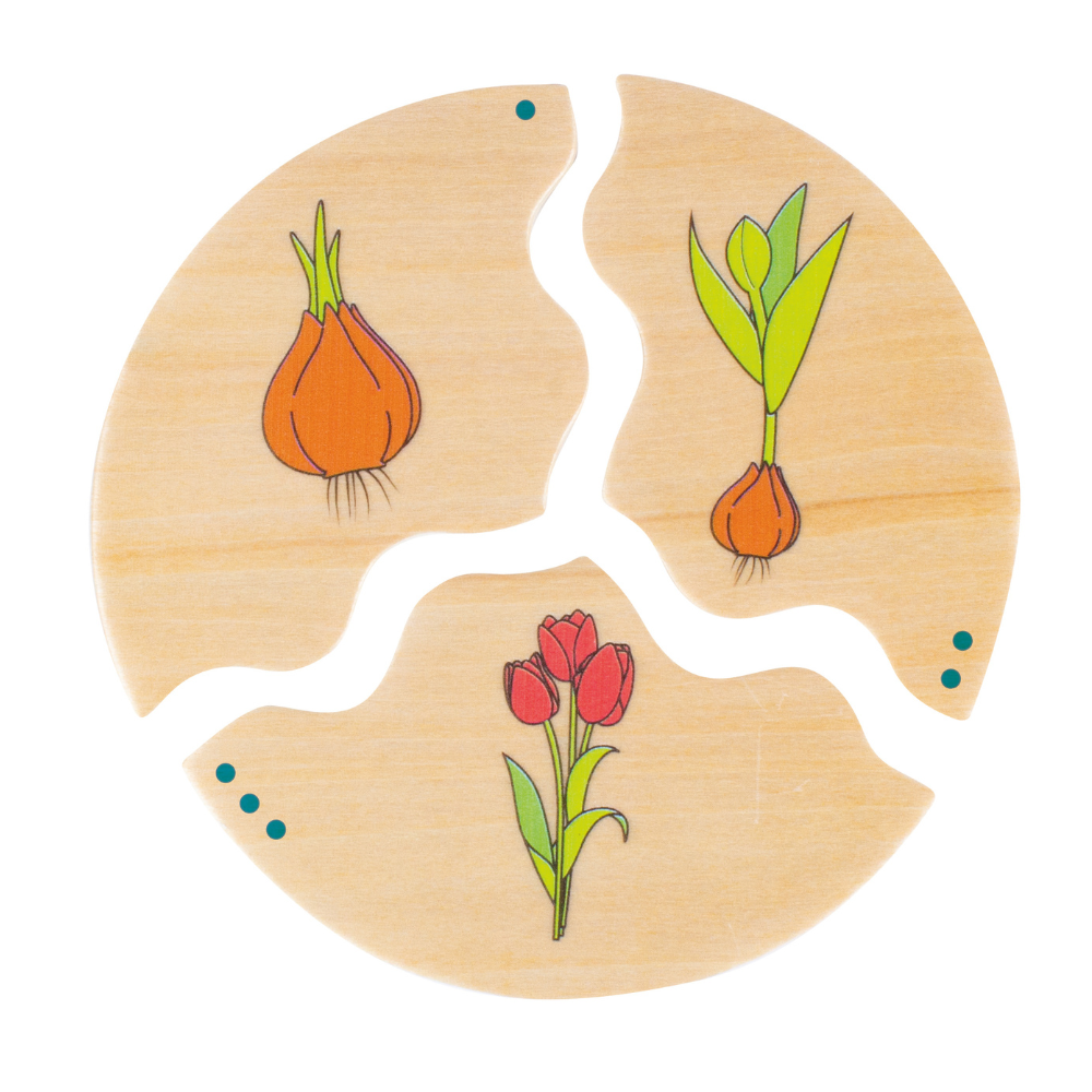 Rompecabezas de los procesos de plantas