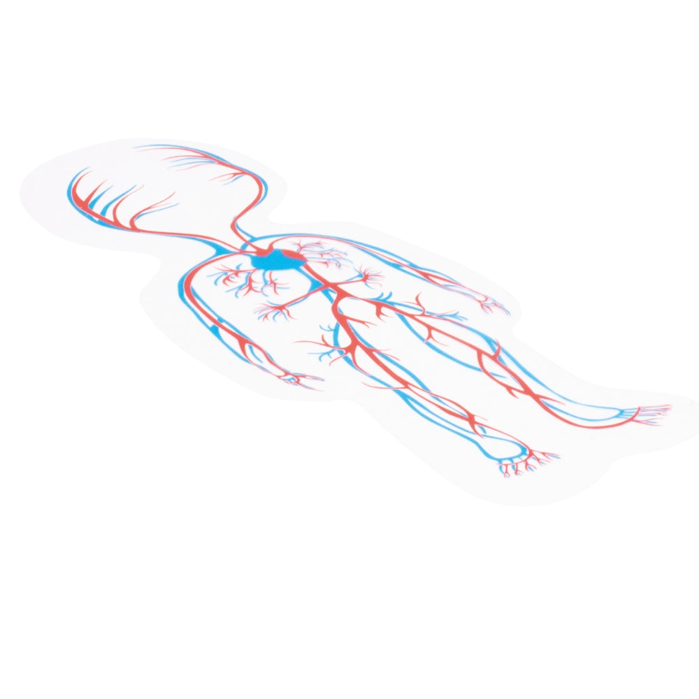 Rompecabezas del Cuerpo Humano